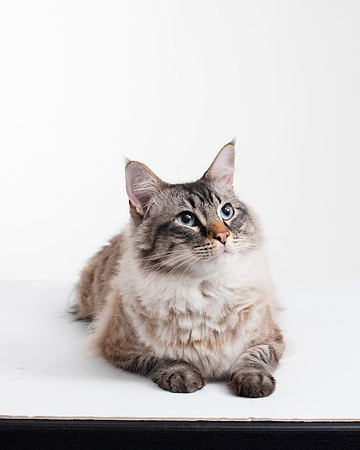 Cat001