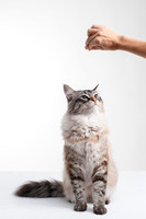 Cat008