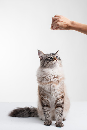 Cat008