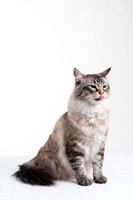 Cat010