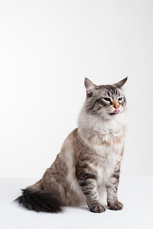 Cat010