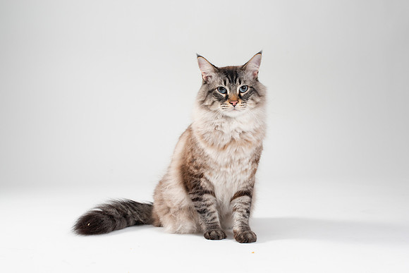 Cat013