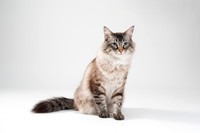 Cat015