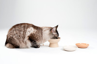 Cat018