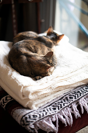 Cats_MaggieLucy_001