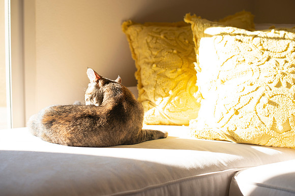 Cats_MaggieLucy_007