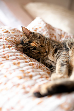 CATS_012