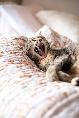 CATS_013