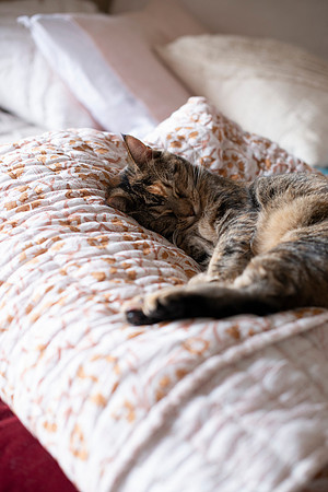 CATS_009