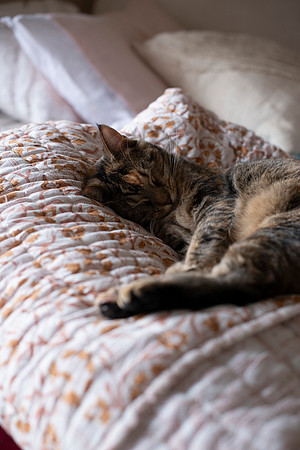 CATS_008
