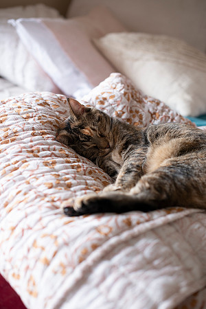 CATS_010
