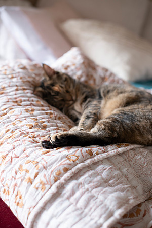 CATS_011