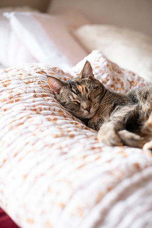 CATS_014