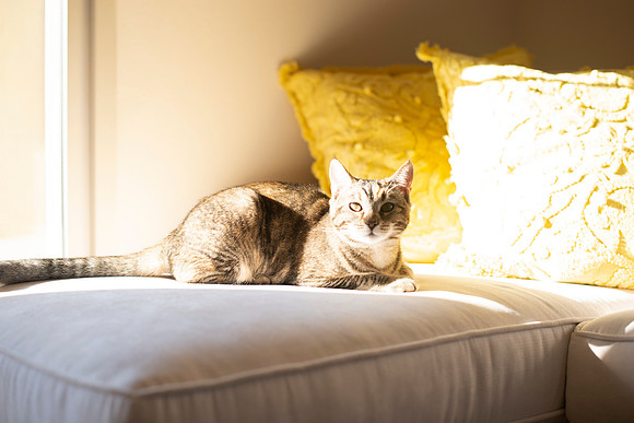 Cats_MaggieLucy_006
