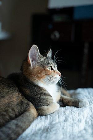 Cats_MaggieLucy_003