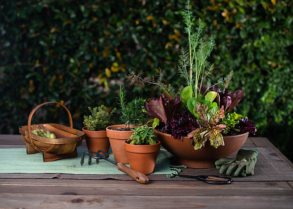 FEAT_May2021_HeirloomPotager__AshleyIrene_026