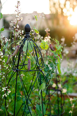 FEAT_May2021_HeirloomPotager__AshleyIrene_022