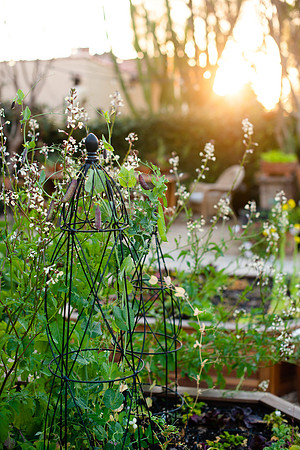 FEAT_May2021_HeirloomPotager__AshleyIrene_024
