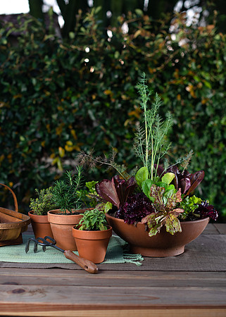 FEAT_May2021_HeirloomPotager__AshleyIrene_025