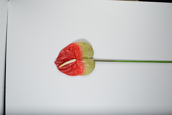 EJD_2737