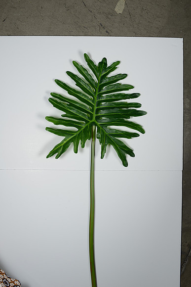 EJD_2781