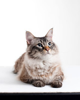 Cat002