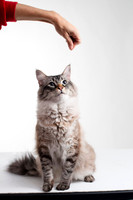 Cat003