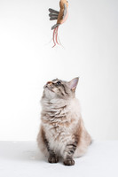 Cat006