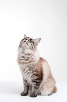 Cat007