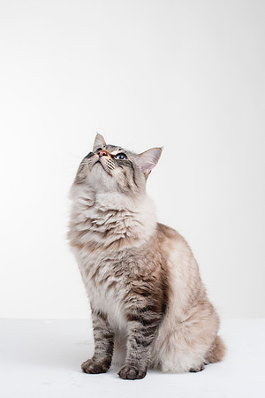 Cat007