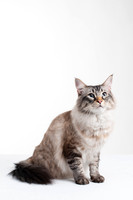 Cat011