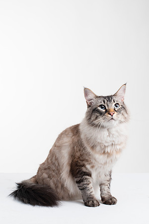 Cat011