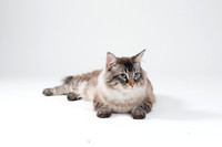 Cat012