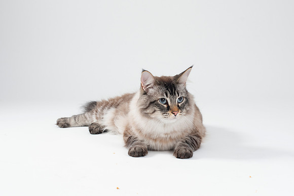 Cat012