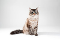 Cat014