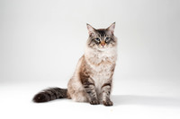 Cat013