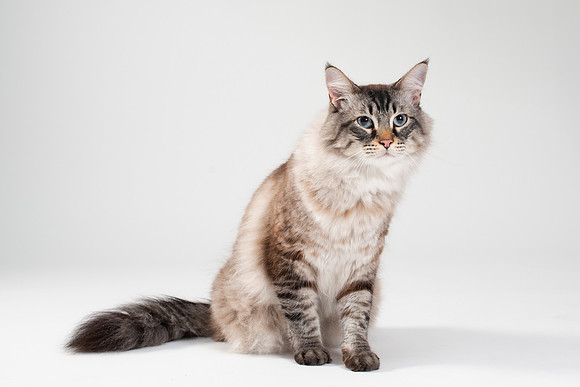 Cat016