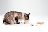 Cat017
