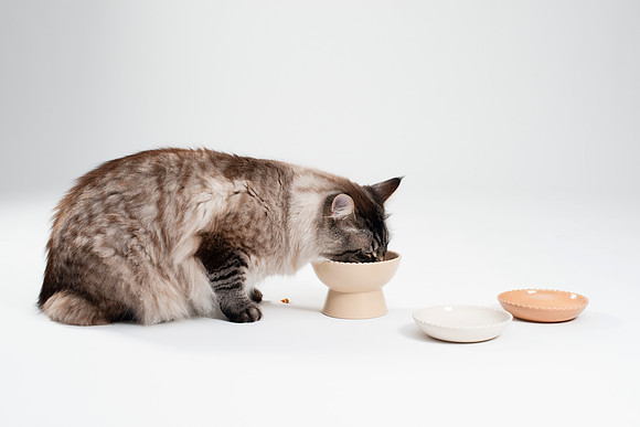 Cat017