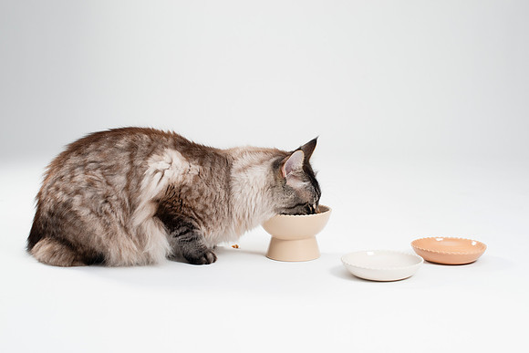 Cat018