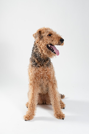Dog019