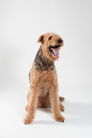 Dog020