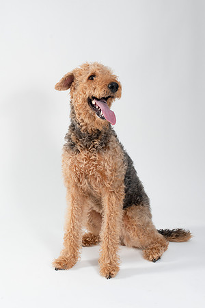 Dog021