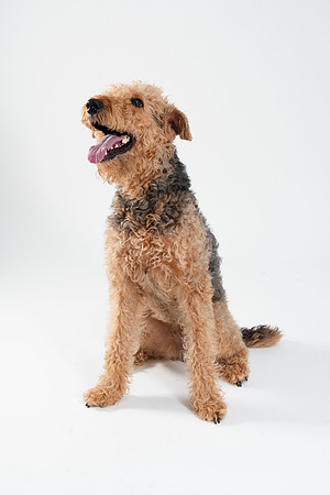 Dog022