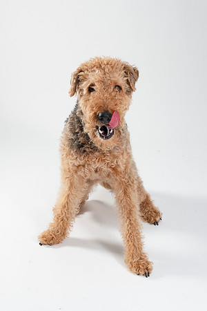 Dog023