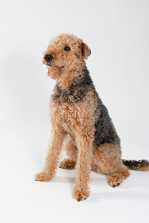 Dog024