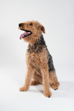 Dog025
