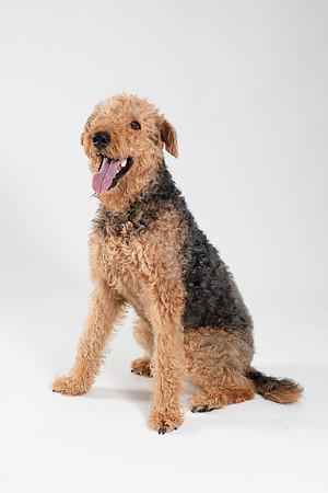 Dog027