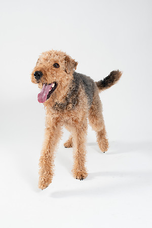 Dog028