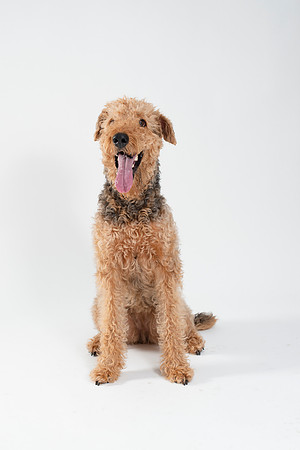 Dog030